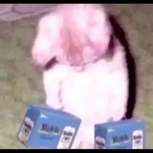 Meet your Posher, Kyle